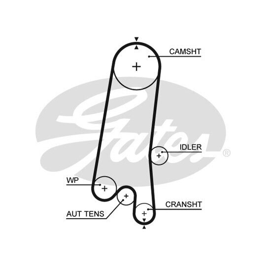 5597XS - Timing Belt 